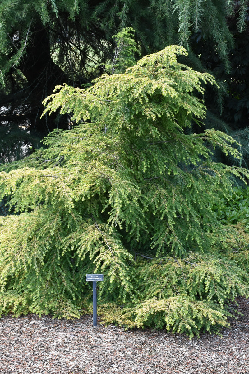 Hemlock, Golden Duchess