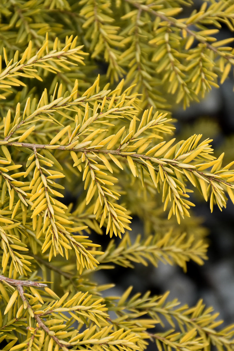 Hemlock, Golden Duchess