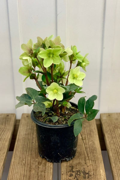 Lenten Rose, Champion