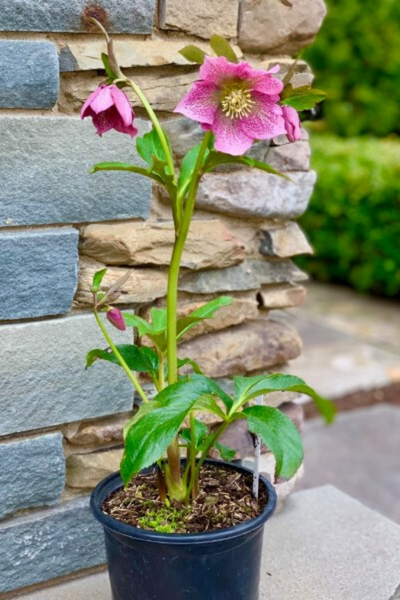 Lenten Rose, Pink Lady