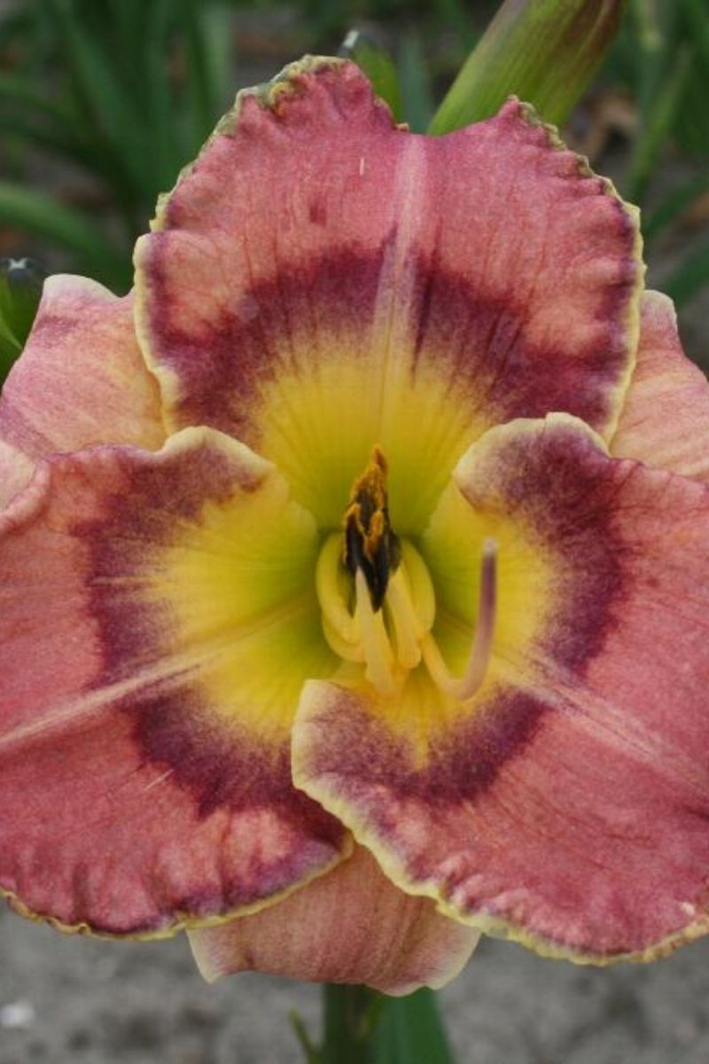 Daylily, Radiant Skye
