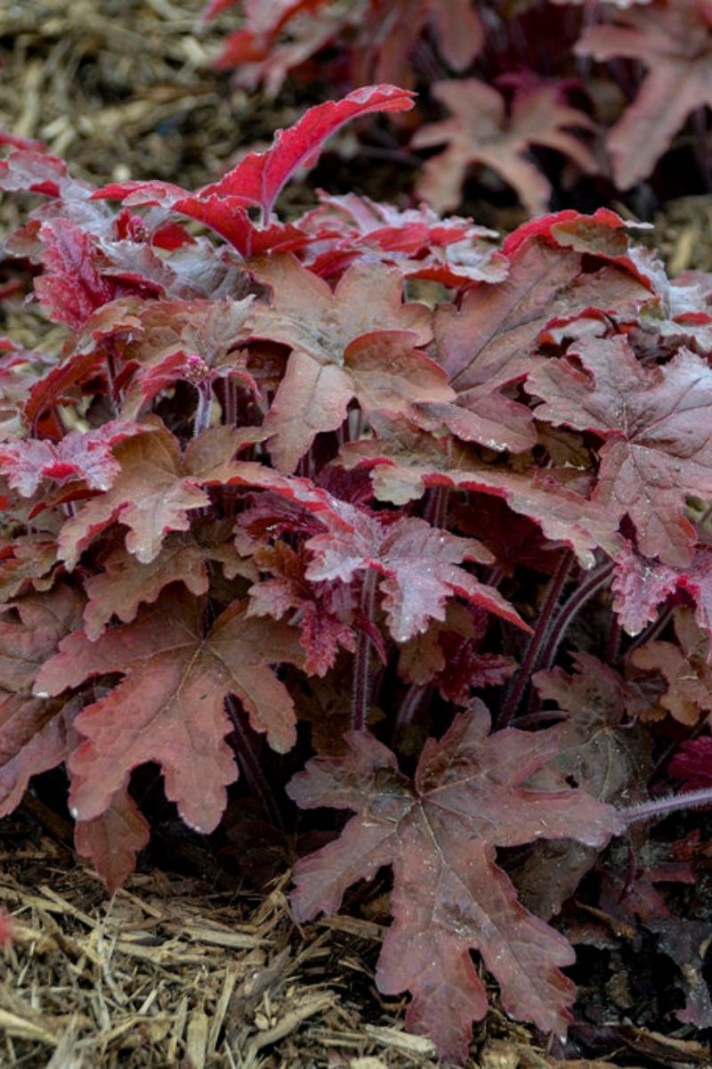 Foamy Bells, Red Rover