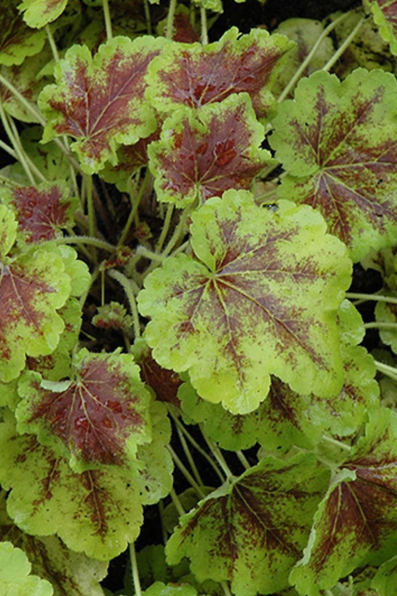 Foamy Bells, Solar Eclipse