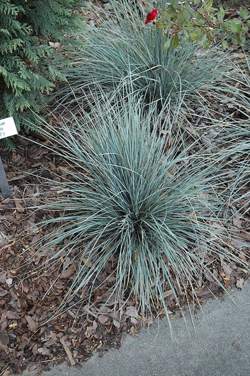 Grass, Blue Oat- Sapphire