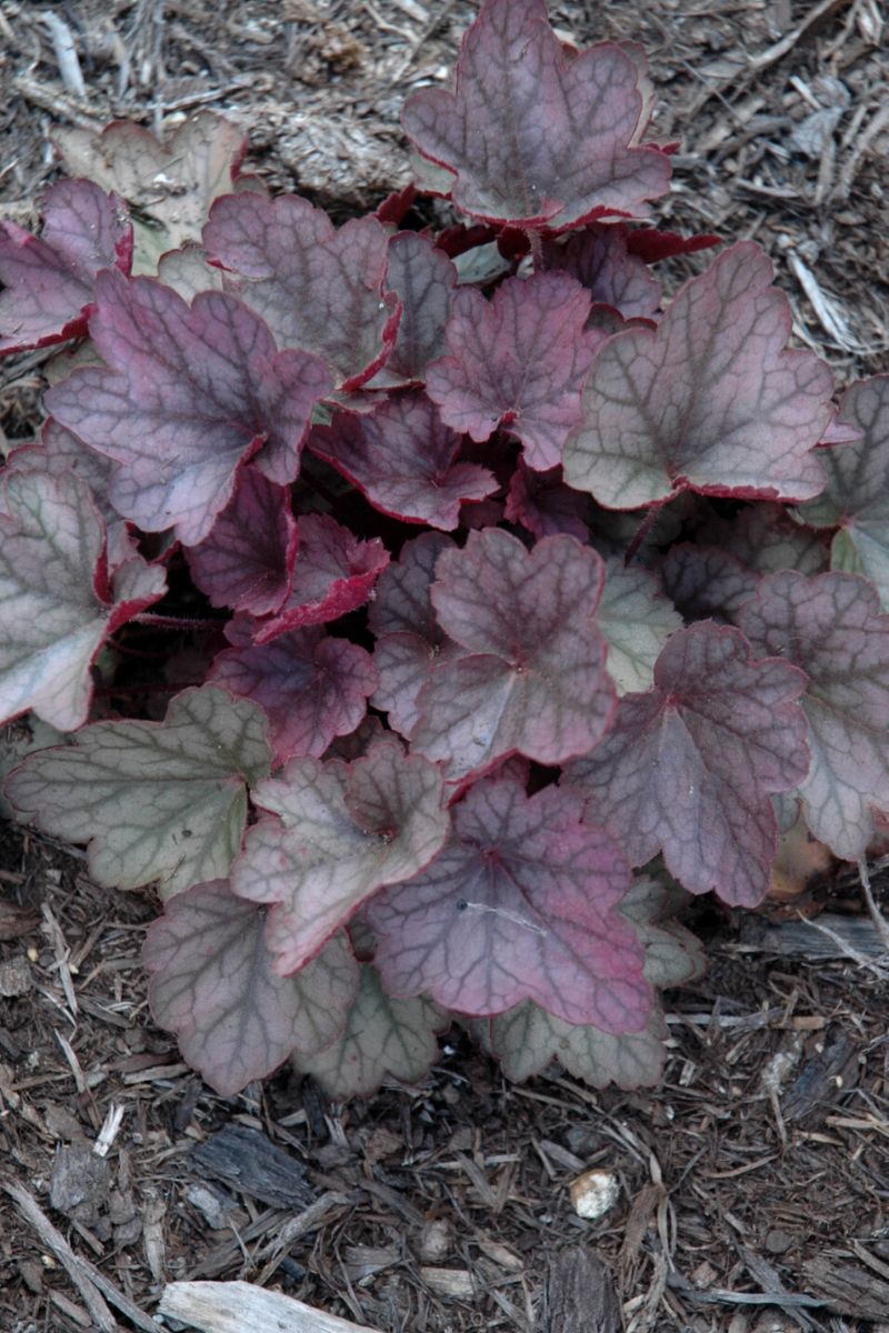 Coral Bells, Carnival Rose Gran