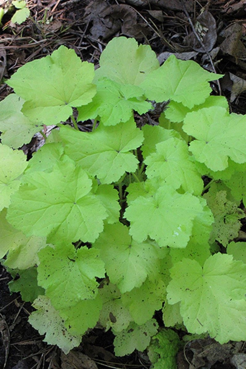 Coral Bells, Citronelle