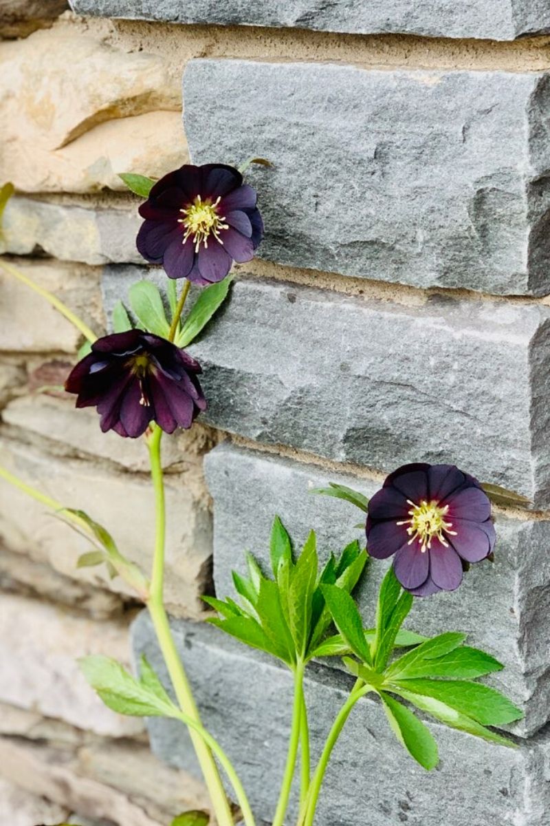Lenten Rose, Onyx Odyssey