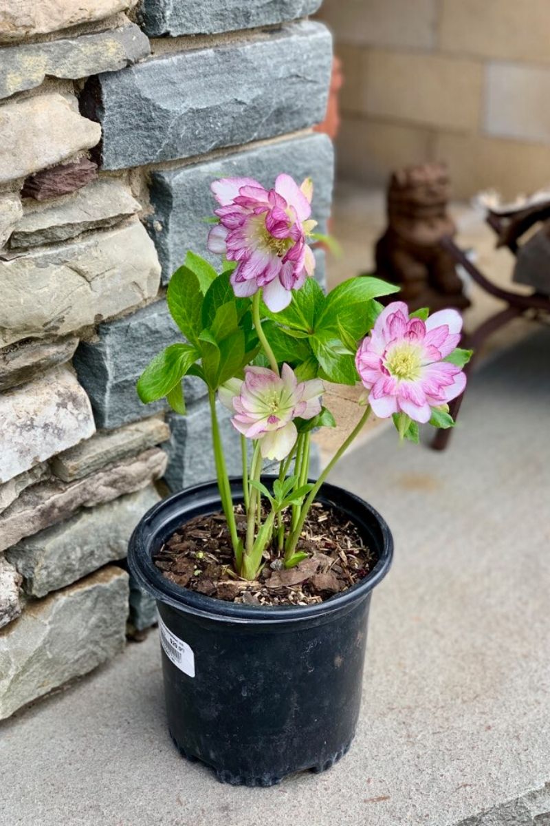 Lenten Rose, Peppermint Ice
