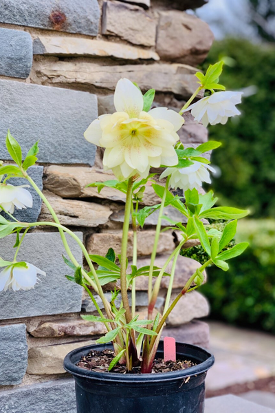 Lenten Rose, Sparkling Diam