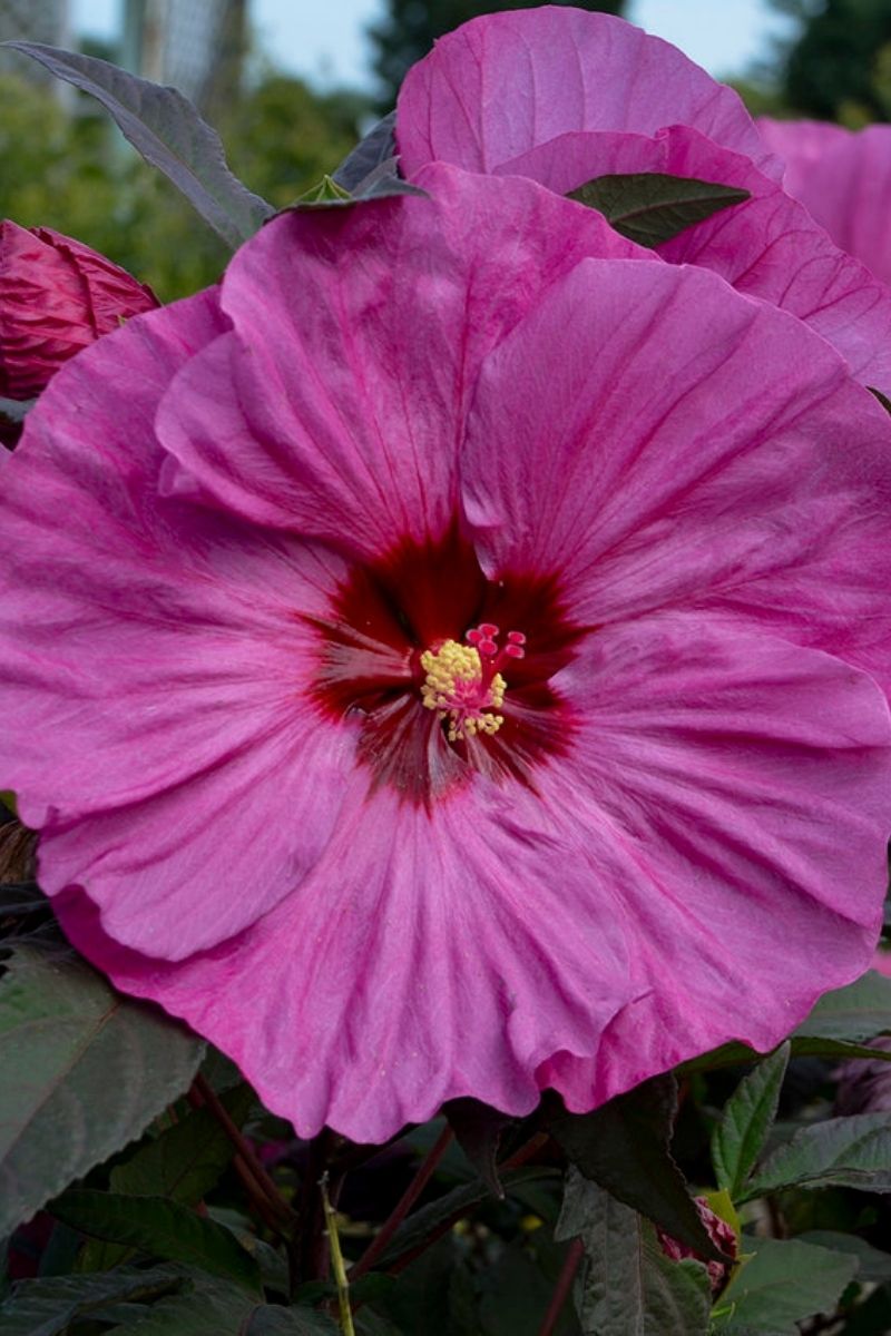 Hibiscus, Berry Awesome