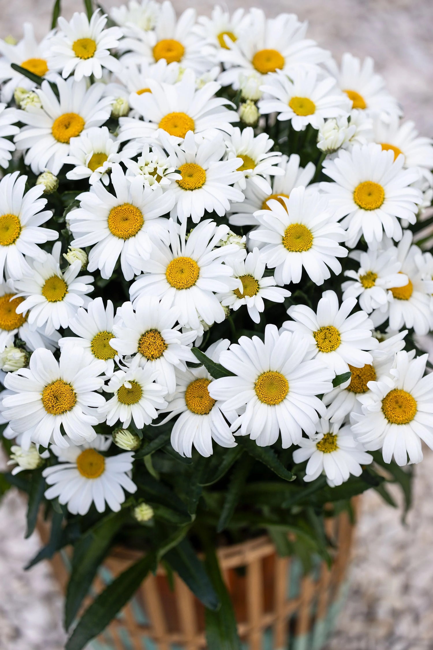 Shasta Daisy, Western Star Leo