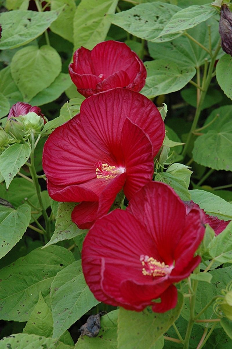 Hibiscus, Luna Red
