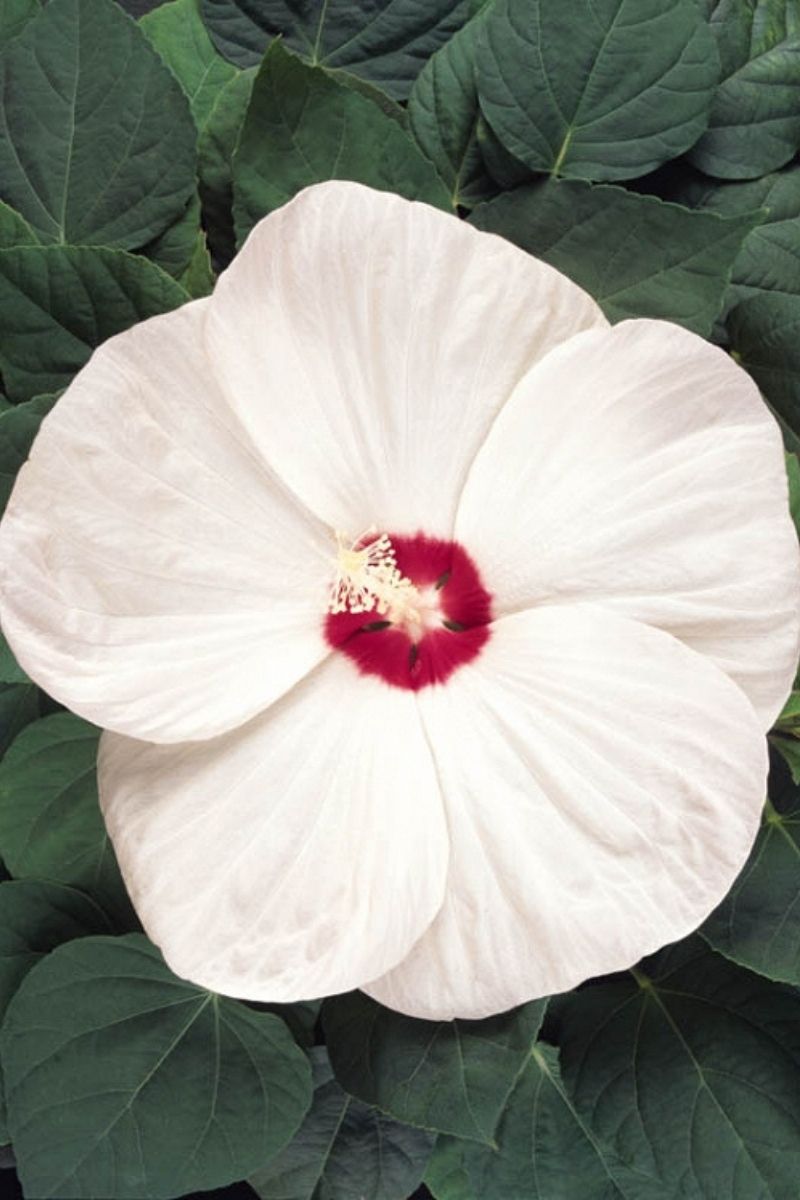Hibiscus, Luna White