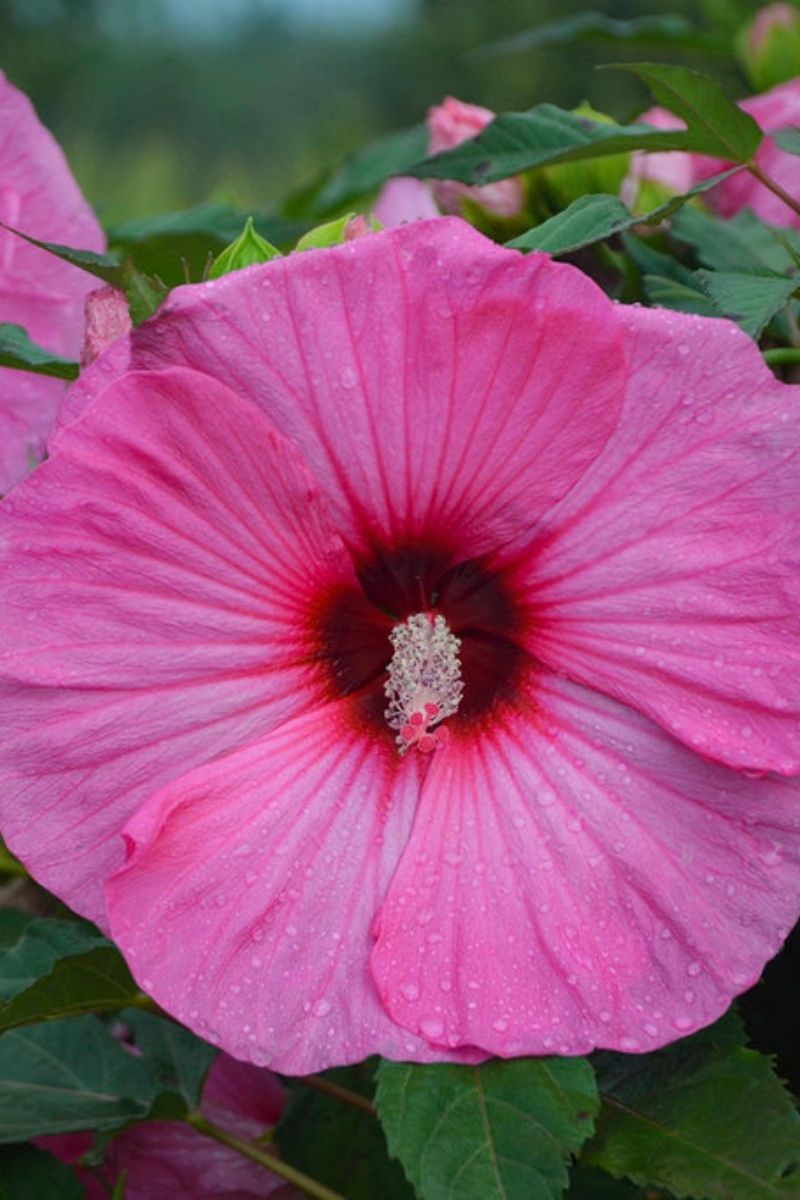 Hibiscus, Candy Crush