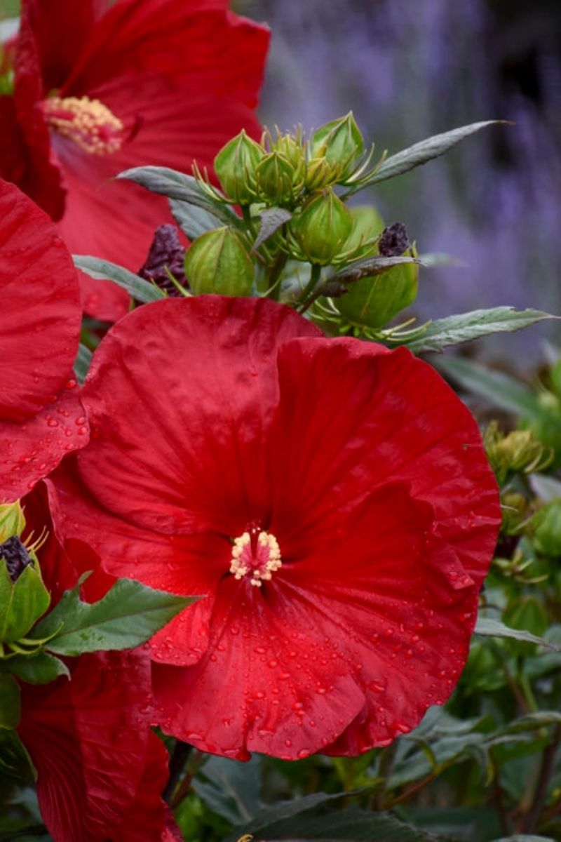 Hibiscus, Cranberry Crush