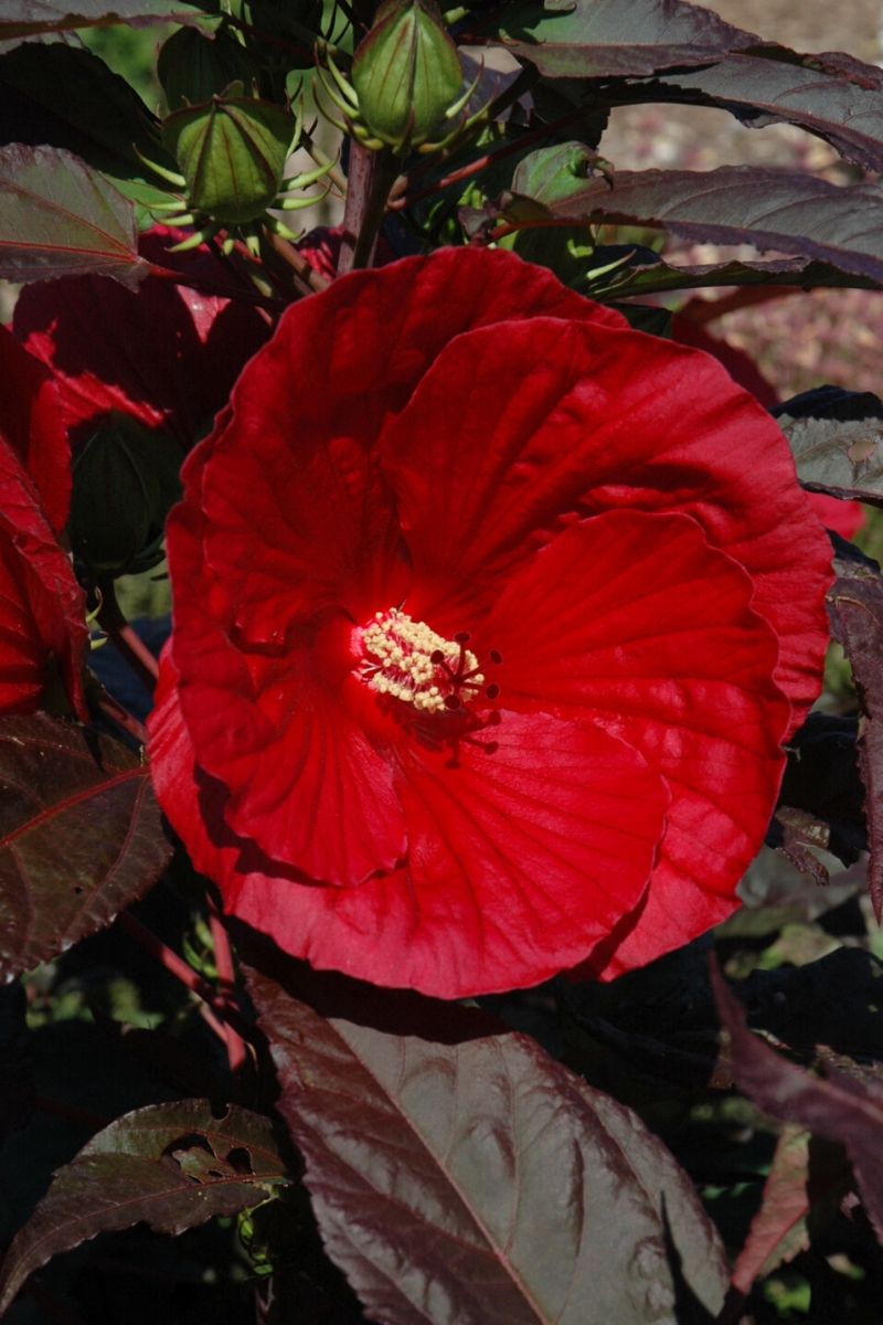 Hibiscus, Midnight Marvel