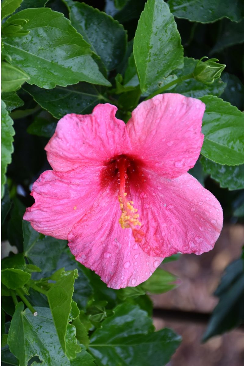 Hibiscus, Trop Cayman Wind