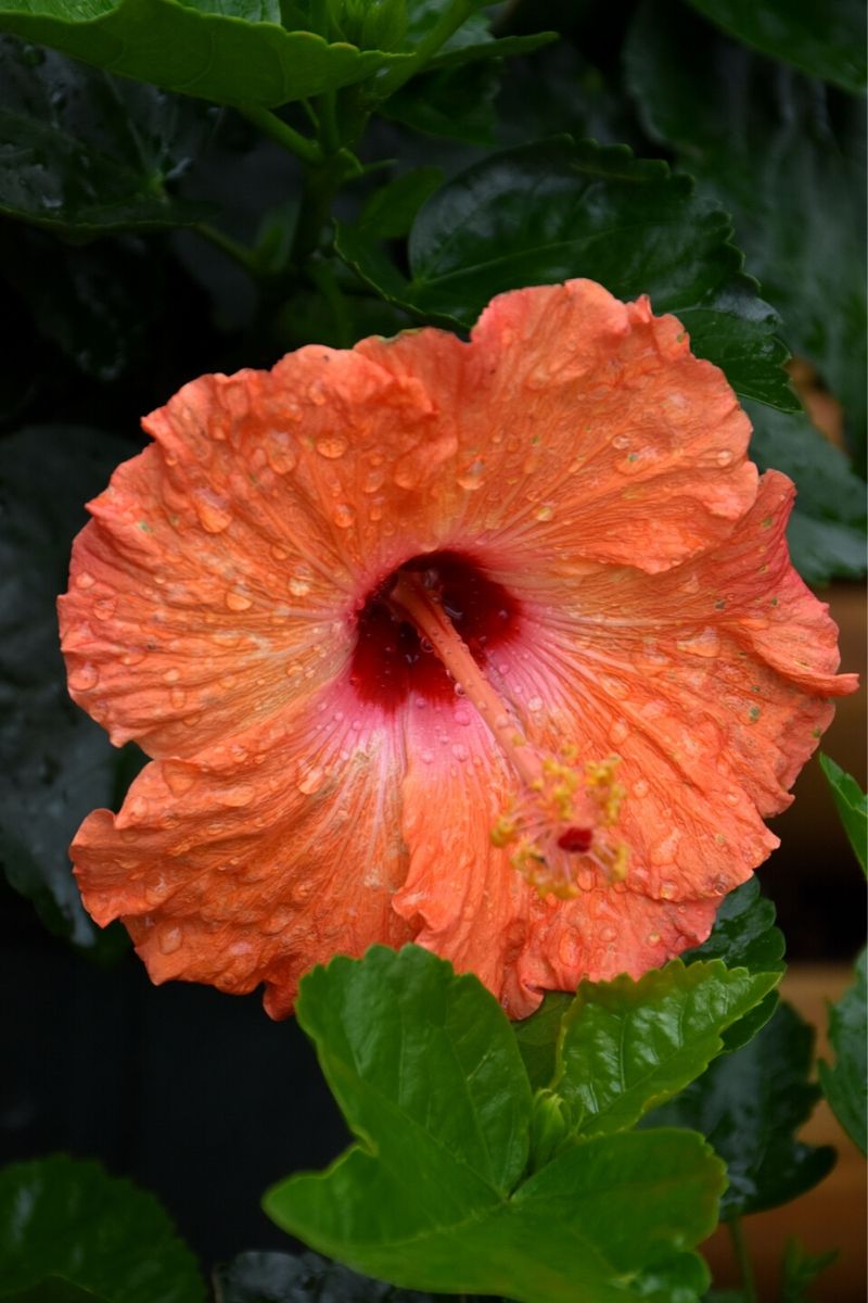 Hibiscus, Trop Mandar Wind