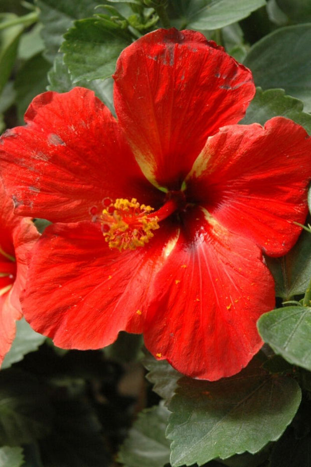 Hibiscus, Starry Wind Red