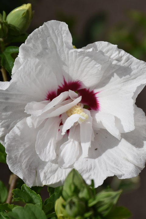 Rose Of Sharon,  Bali