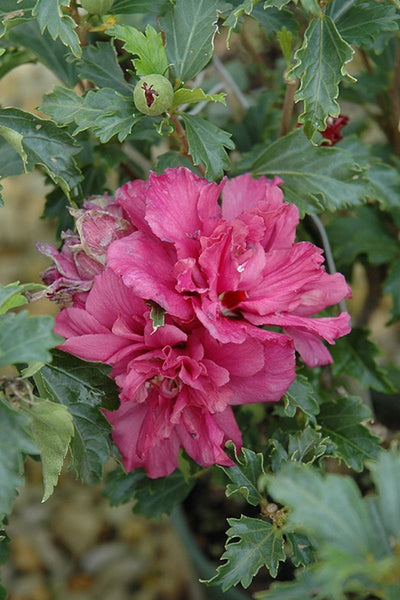 Rose Of Sharon, Collie Mullens D/Rd