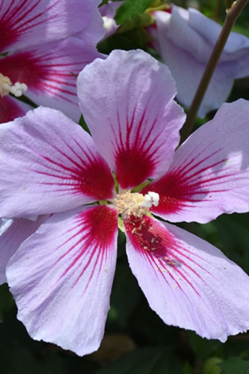 Rose Of Sharon, Orchid Satin