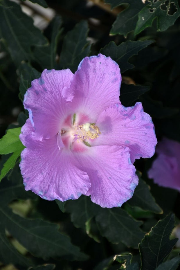 Rose Of Sharon, Pollypetite