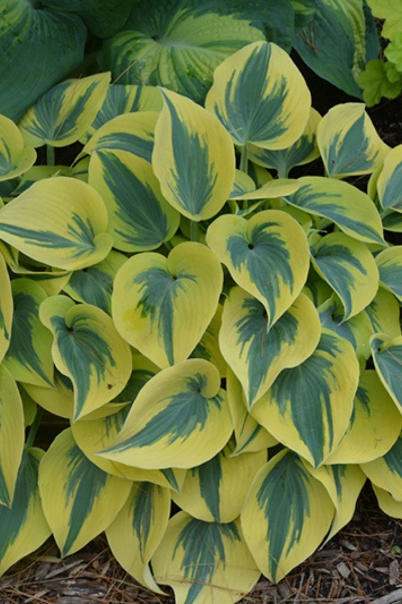 Hosta, Autumn Frost