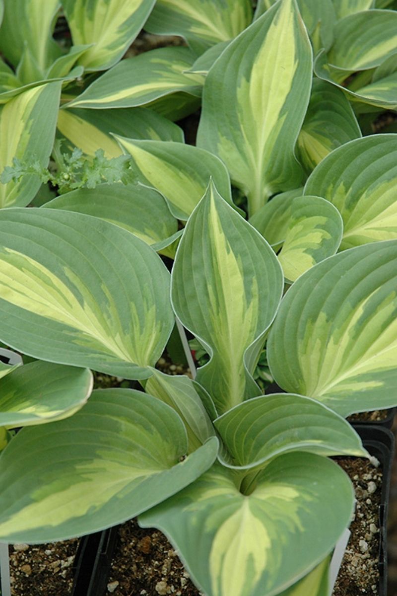 Hosta, Ann Kulpa