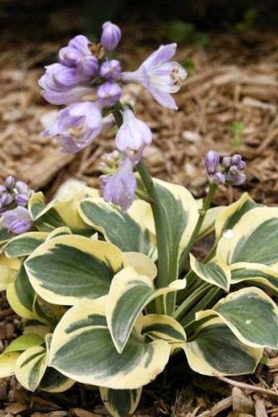 Hosta, Mighty Mouse