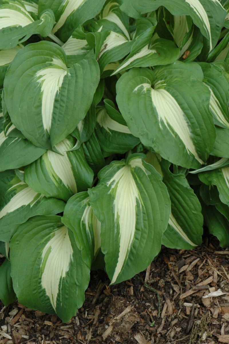 Hosta, Night Before Christmas