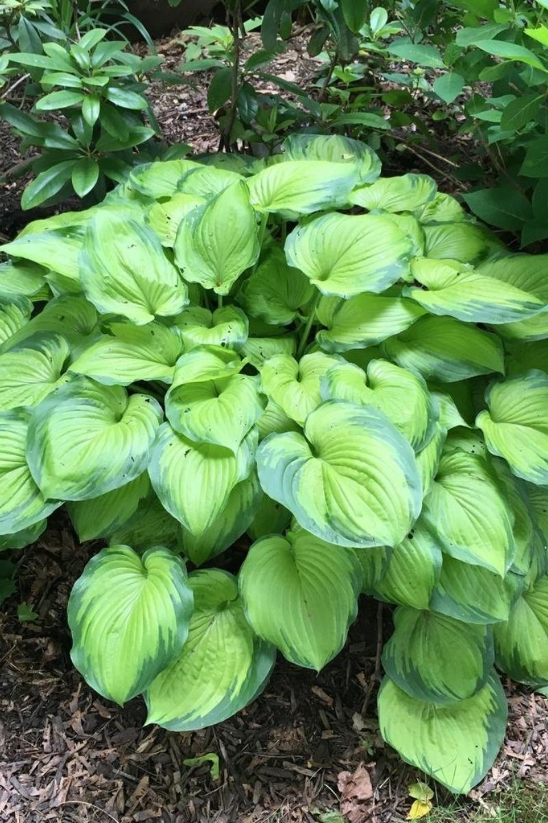 Hosta, Old Glory