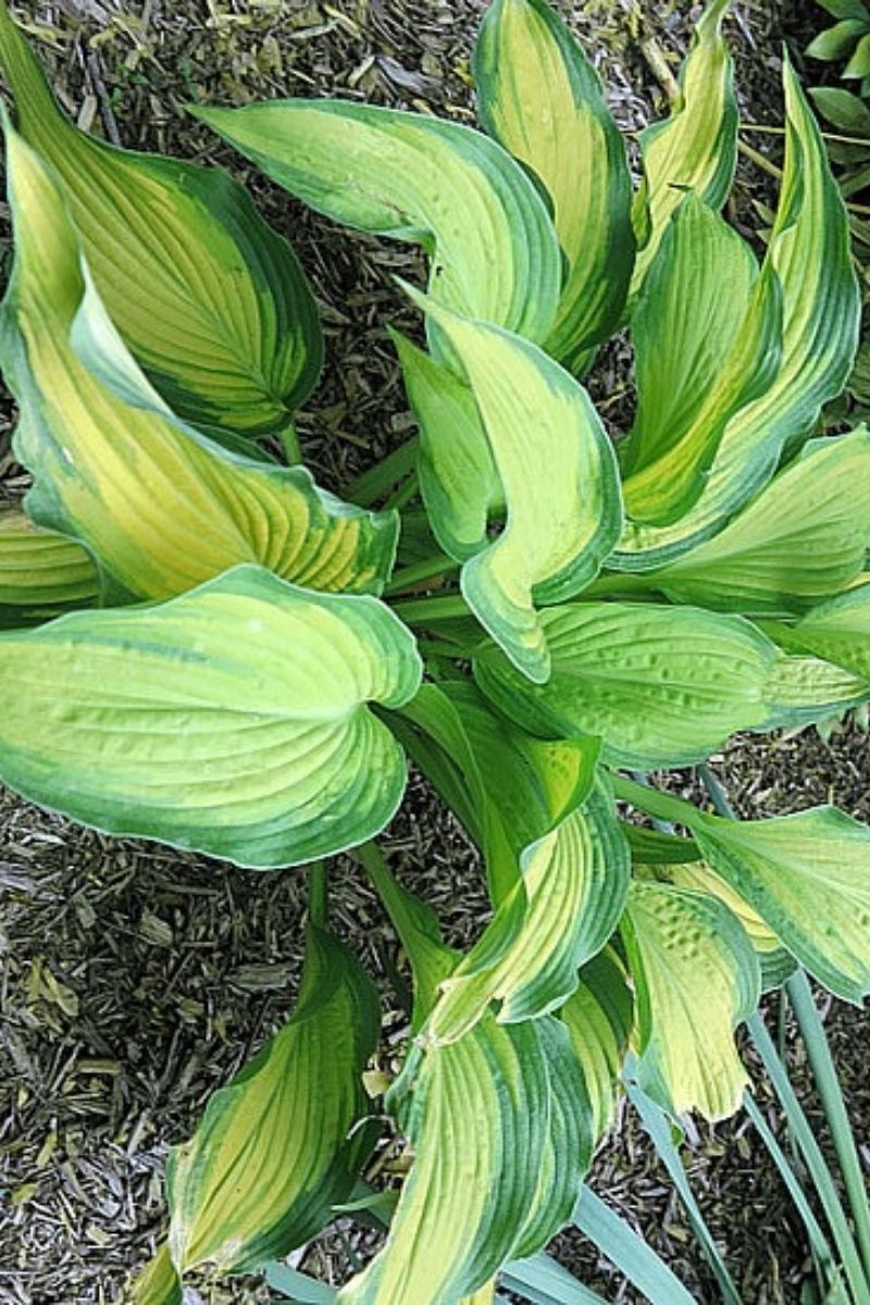 Hosta, Prairie Sunset