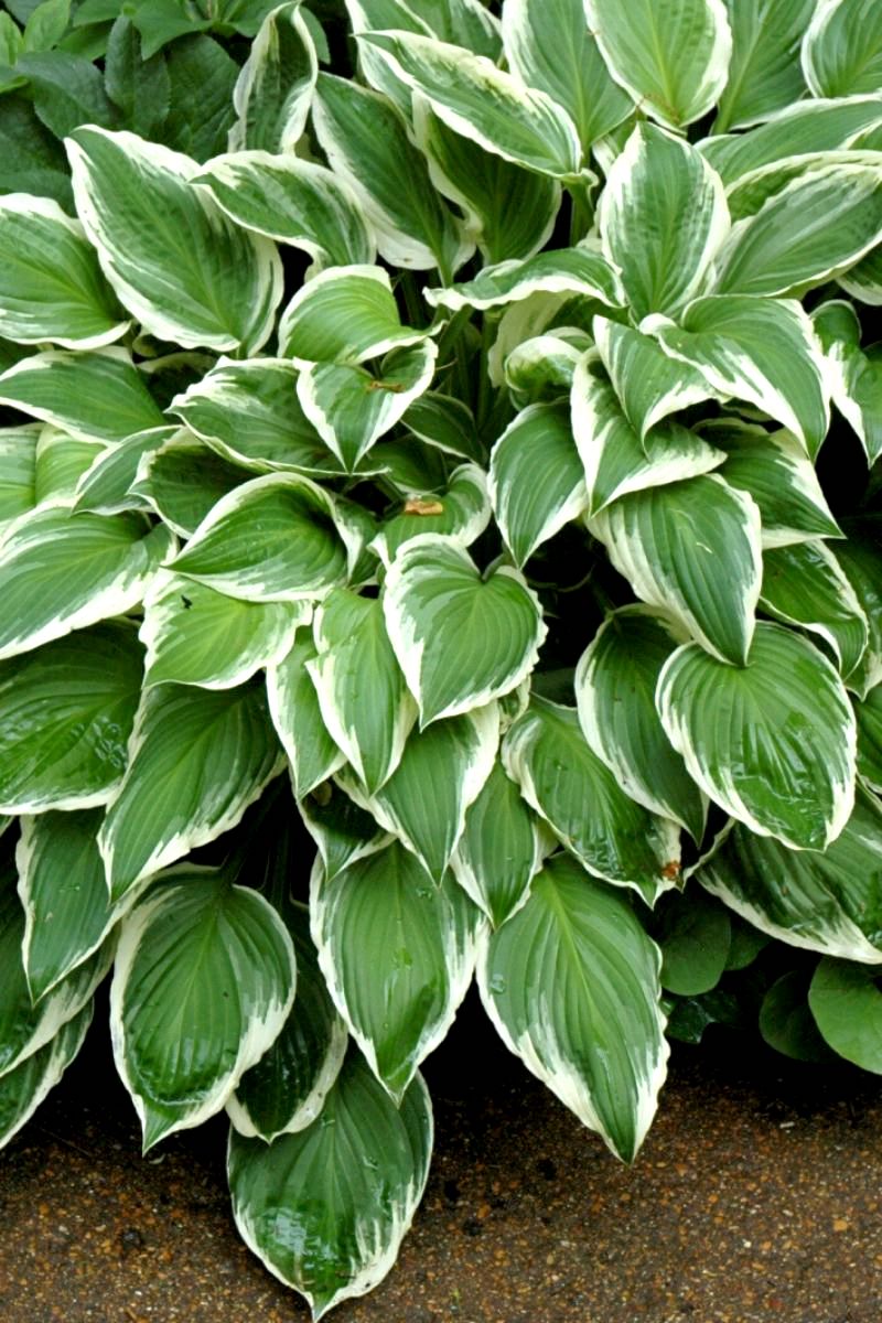 Hosta, So Sweet