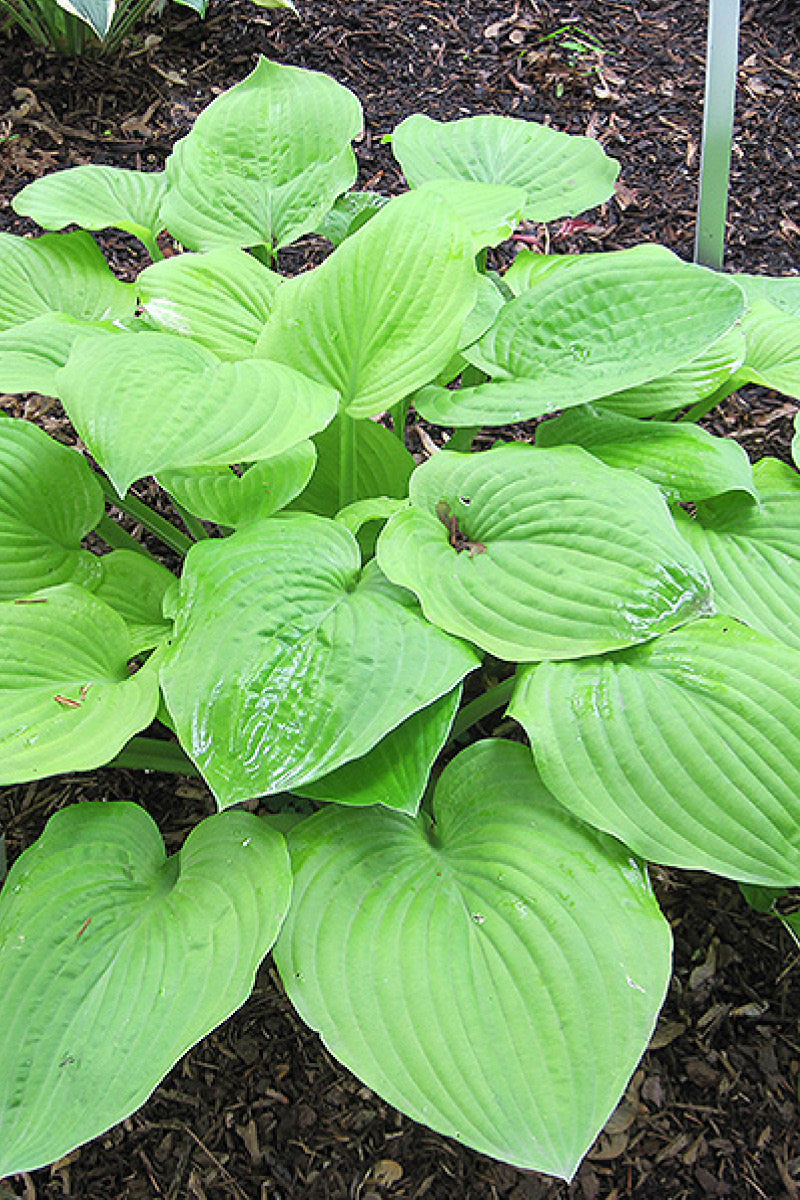 Hosta, August Moon