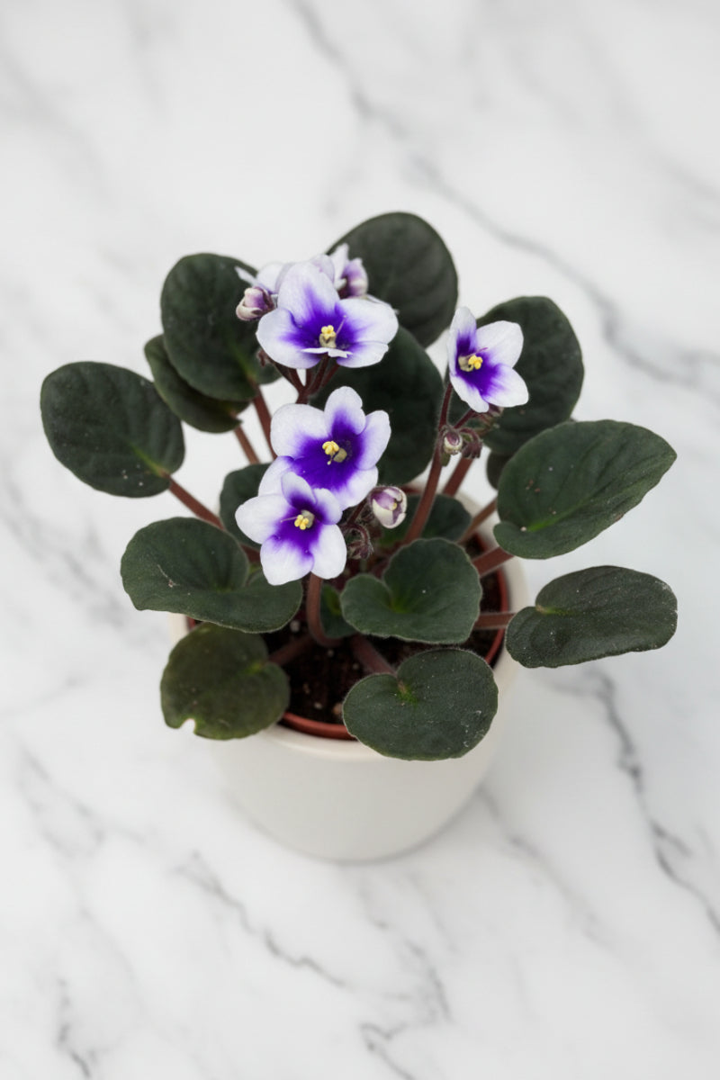 African Violet, White 4"