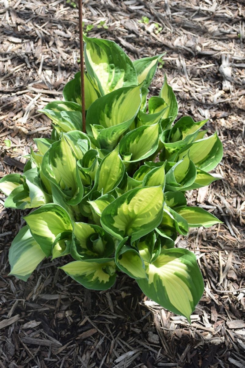 Hosta, Whirlwind