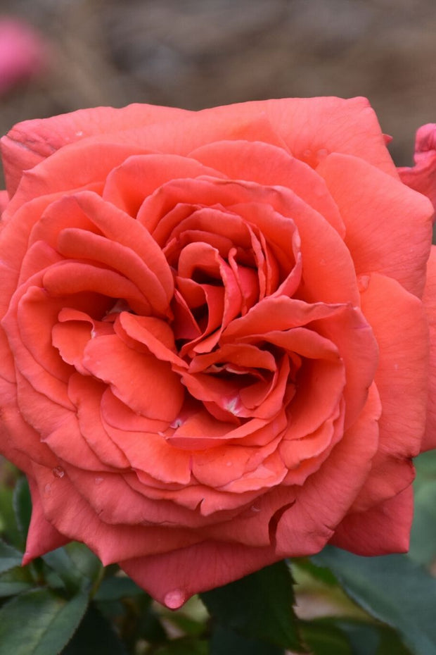 Rose, Fragrant Cloud
