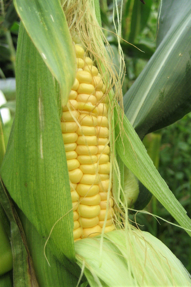 Hudson Valley Seed Co. Ashworth Sweet Corn Seeds