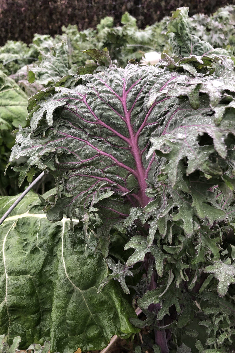 Hudson Valley Seed Co. All Stars Kale