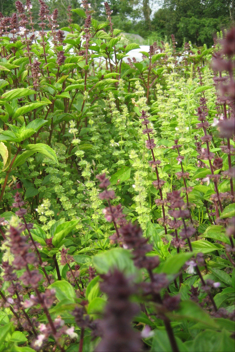 Hudson Valley Seed Co. Basil Bouquet Seeds