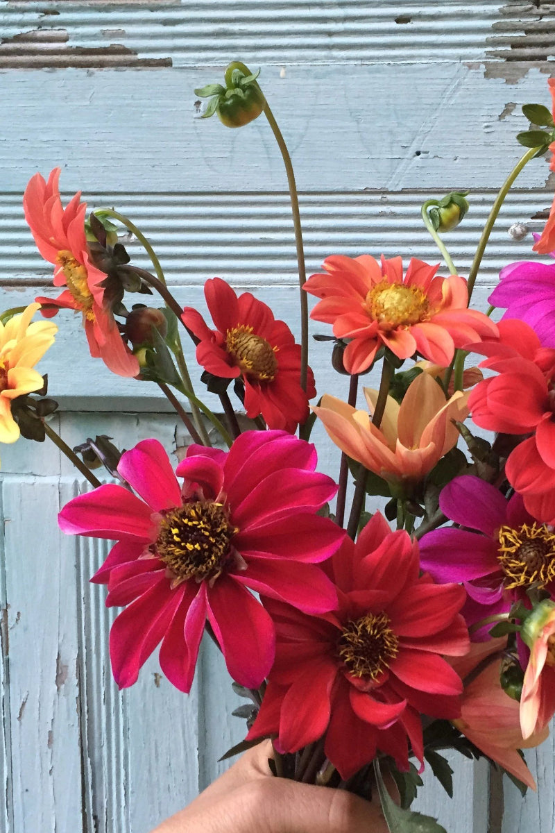 Hudson Valley Seed Co. Dahlia Seeds - Thumbnail 3