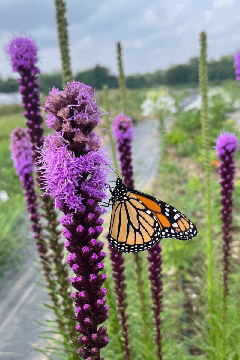 Hudson Valley Seed Co. Blazing Star Seeds