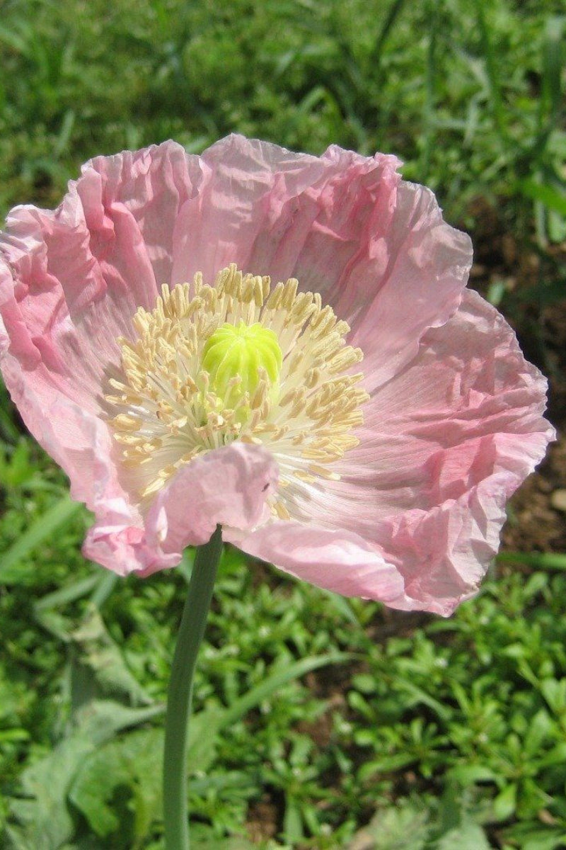 Hudson Valley Seed Co. Breadseed Poppy Seeds