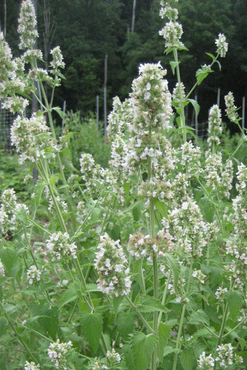 Hudson Valley Seed Co. Catnip Seeds - Thumbnail 2