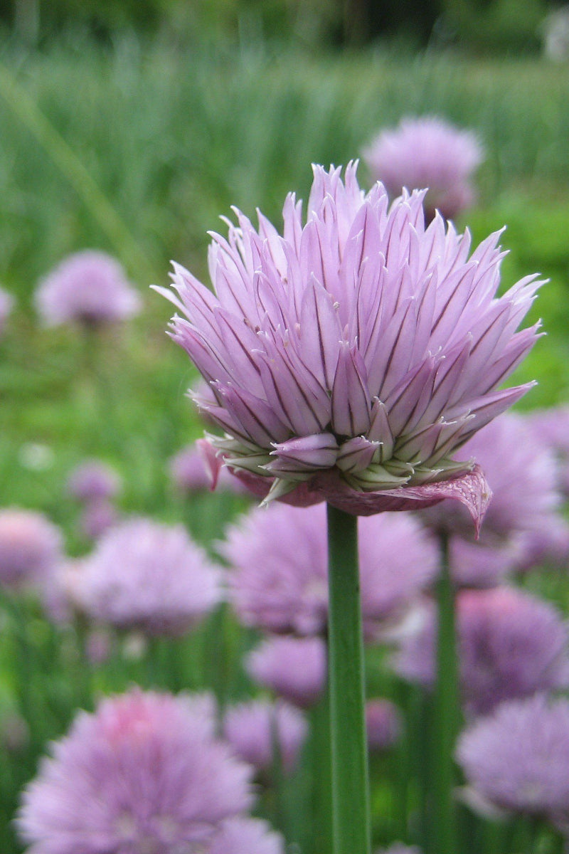 Hudson Valley Seed Co. Chive Seeds