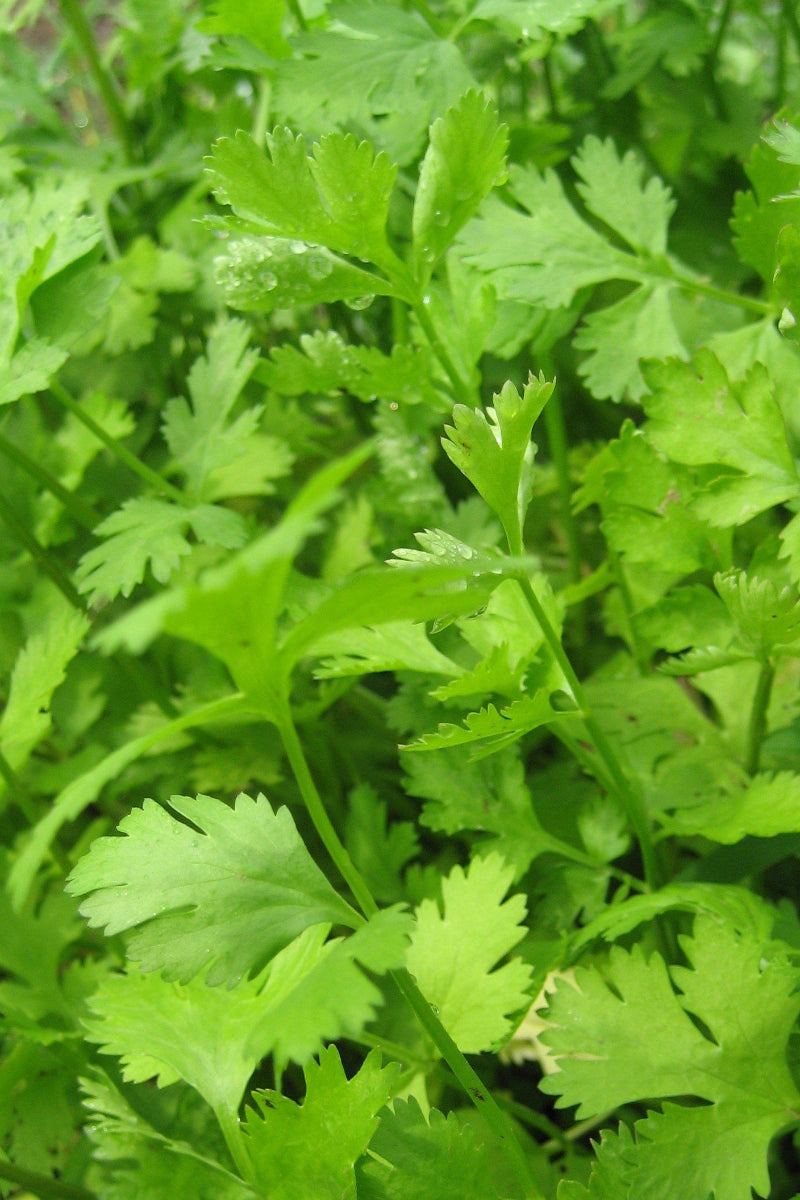 Hudson Valley Seed Co. Cilantro Seeds - Thumbnail 2