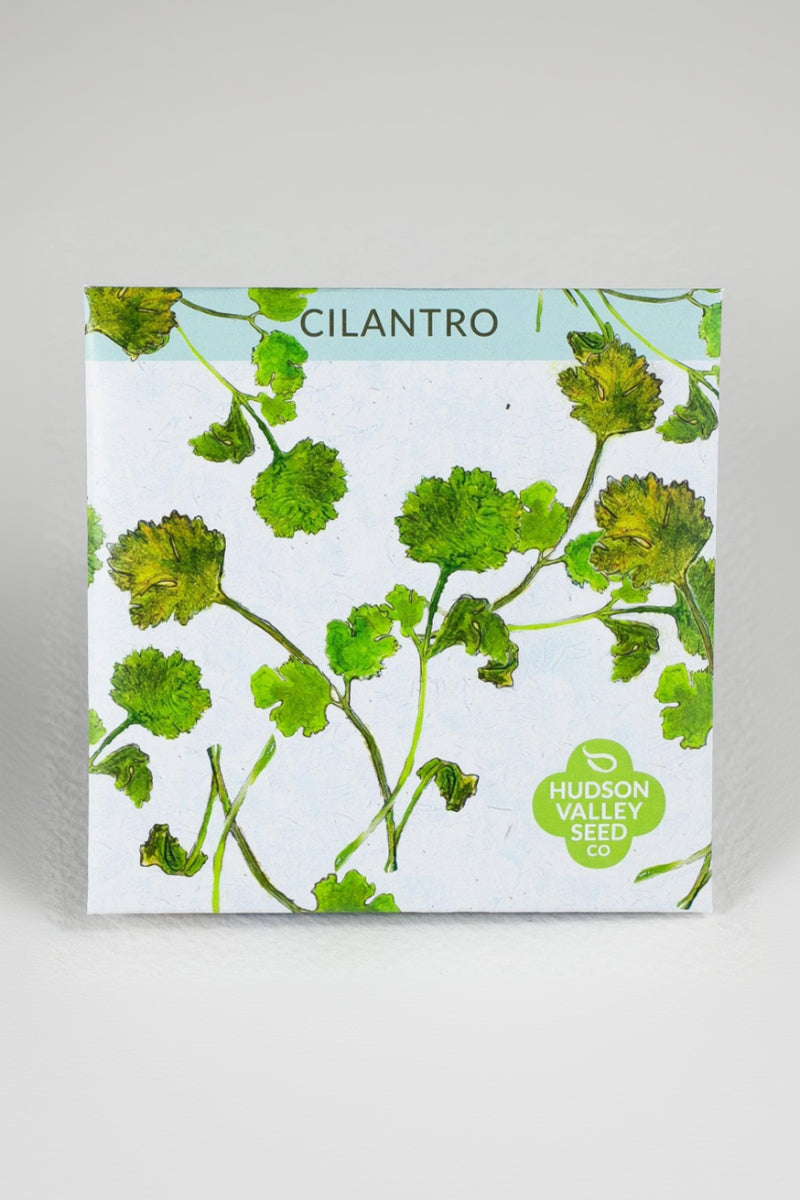 Hudson Valley Seed Co. Cilantro Seeds