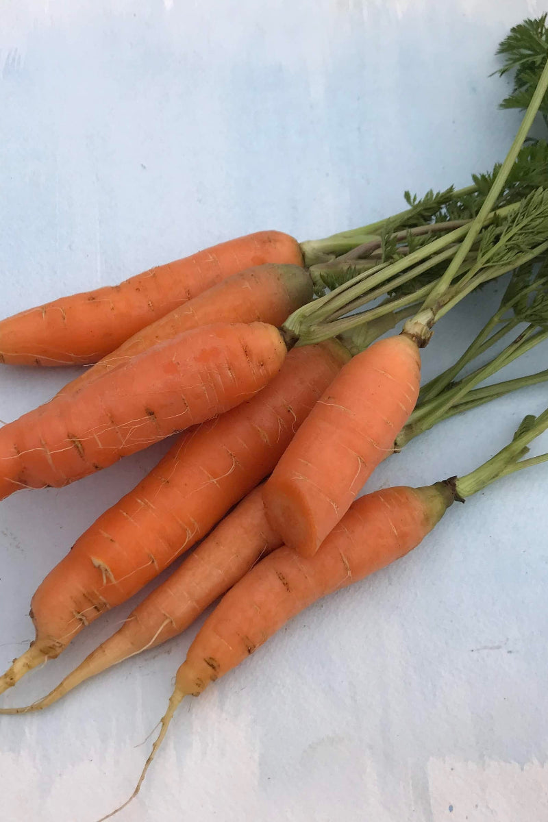 Hudson Valley Seed Co. Danvers Carrot Seeds - Thumbnail 3