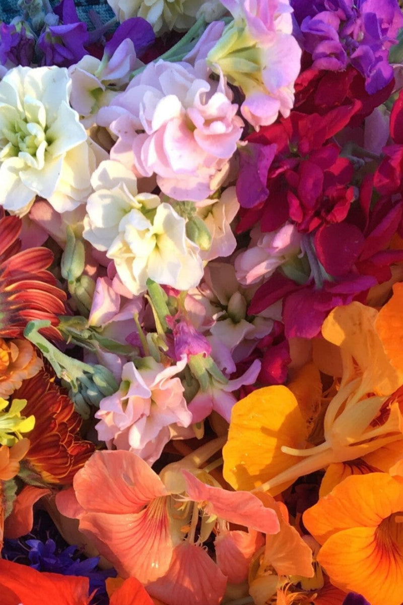 Hudson Valley Seed Co. Edible Flower Mix